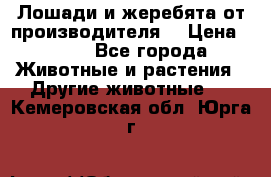 Лошади и жеребята от производителя. › Цена ­ 120 - Все города Животные и растения » Другие животные   . Кемеровская обл.,Юрга г.